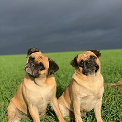 What-Is-A-Retro-Pug-1.jpg