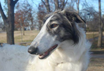 borzoi.PNG