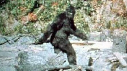 bigfoot-film-patterson-gimlin.jpg