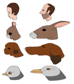 Animal_human_growth_skull_neoteny_cuteness_maturation.png