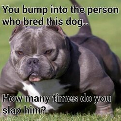 bullymeme.jpg