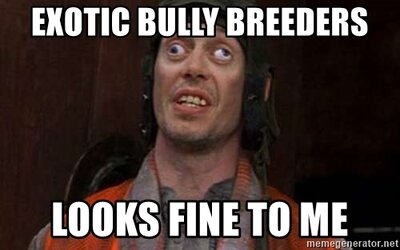 exotic-bully-breeders-looks-fine-to-me.jpg