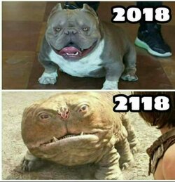 exoticbully.jpg