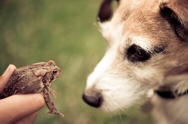 princess-and-toad-129086135-bfe70d885052407e9471d969240a62d5.jpeg
