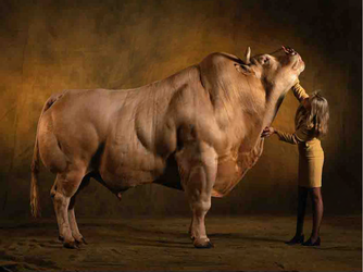 cow.png