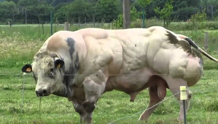 Belgian-Blue-Cattle.jpg