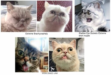 deformedcats.jpg