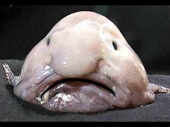 Tooterfish.jpg