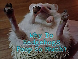 why-do-hedgehogs-poop-so-much.jpg