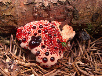 bleeding tooth fungus.jpg