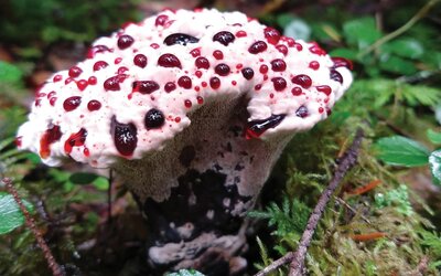 2019-42_news_environment2-333945e2c81548f8 bleeding tooth fungus.jpg