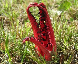 clathrus-archeri1 devils fingers fungus.jpg