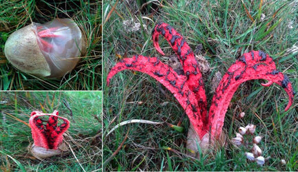devils-fungus-bloom.jpg