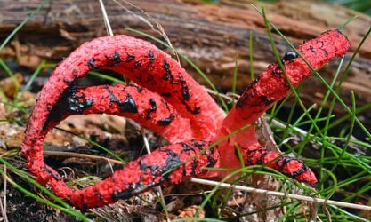 3008 devils fingers fungus.jpg