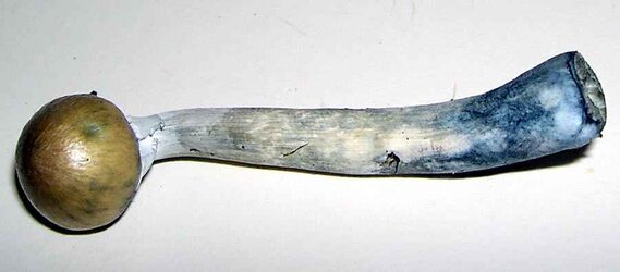 Psilocybe cubensis.jpg