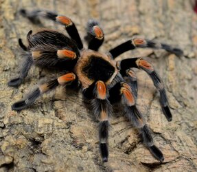 red knee tarantula.jpg