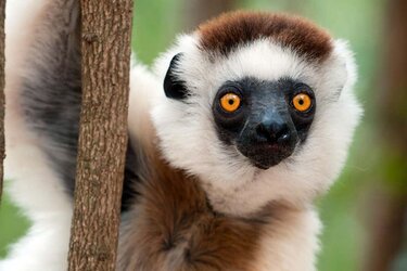 08-july lemur.jpg
