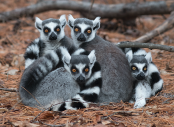 lemurs.png