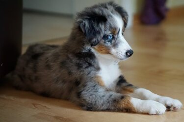 Miniature-Australian-Shepherd-668x446.jpg