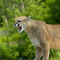 Cougar.jpg
