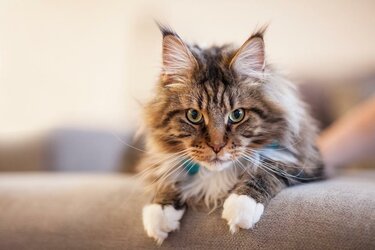 imagecatspure-breed-maine-coon-cat-arm-couchblog.jpg