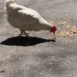 peck.gif