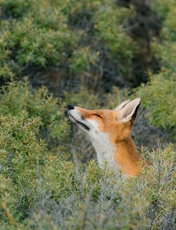 fox.jpg