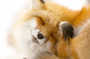 fox3.jpg