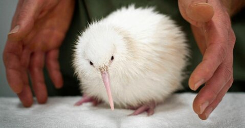 web-2812buikiwi.jpg