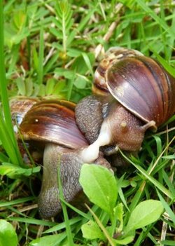 Giant-African-Snail-LenaChow-1.jpg