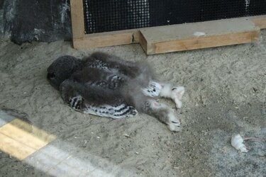 beak full of floor.jpg