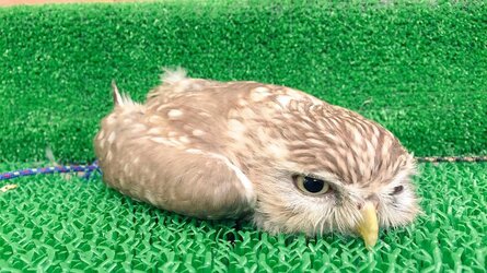 beak full of floor2.jpg
