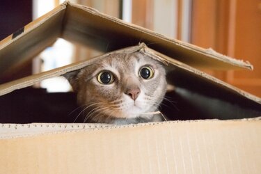 cat funny 4.jpg