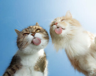 cats funny.jpg