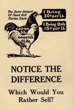 pilling capon picture (1).jpg