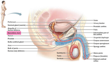 ejaculatory_duct.jpg