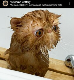 wet_retard.jpg