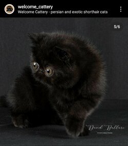 cat3.jpg