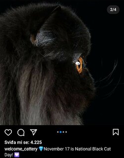 cat1.jpg