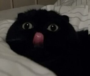 cats.jpg