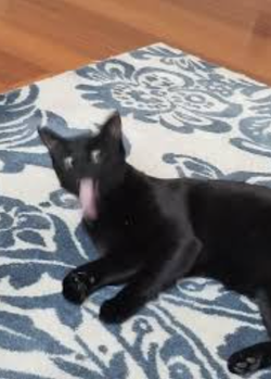 licc.png