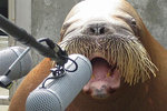walrus-speak-in.jpg