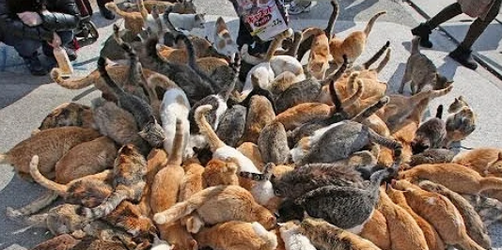 catz.png