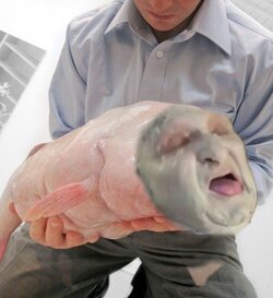 Tomfish.jpg