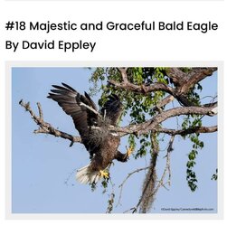 gracefuleagle.jpg