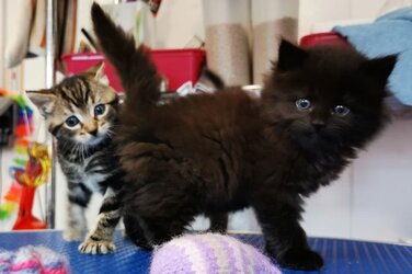 tinykittens.jpg