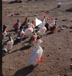 21ducks.PNG