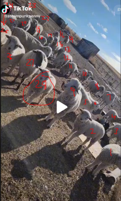 28sheepinframe.PNG