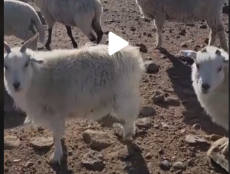 goatorsheep..PNG
