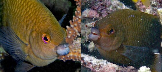 Big Lip Damselfish.jpg